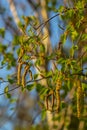 Close up view of flowering yellow catkins on a river birch tree betula nigra in spring, with blue sky background