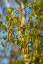 Close up view of flowering yellow catkins on a river birch tree betula nigra in spring, with blue sky background Royalty Free Stock Photo