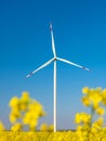 Close up view through flowers of rapeseed to wind turbine Royalty Free Stock Photo