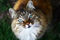 Close up view on a fluffy blue eyed cat portrait Royalty Free Stock Photo