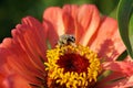 Close-up view of fluffy Caucasian striped white-gray bee Amegilla albigena on an orange-pink Zinnia flower in summer Royalty Free Stock Photo