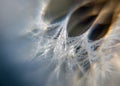 Fluffy dandelion fluff and dew drops, blurred details, close up Royalty Free Stock Photo