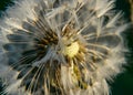 Fluffy dandelion fluff and dew drops, blurred details, close up Royalty Free Stock Photo