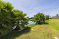 Close up view of fluffy palm trees on pond coast and blue sky covered with smoky white clouds background. Royalty Free Stock Photo