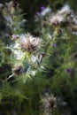 Fluffy Thistle Flowers on Summer Meadow