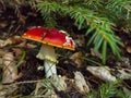 Close-up view of a Fly agaric mushroom growing under the tree Royalty Free Stock Photo