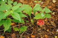 Close Up View of Fly Agaric Mushroom