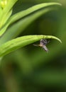 Close up view of a fly that caught on the tip of a leaf of grass Royalty Free Stock Photo
