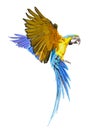 Close-up view of a flying Blue-and-yellow macaw, isolated on white background Royalty Free Stock Photo
