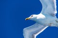 Close up view of a flying seagull against a deep blue sky during Summer Royalty Free Stock Photo