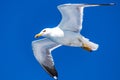 Close up view of a flying seagull against a deep blue sky during Summer Royalty Free Stock Photo