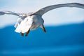 Close up view of a flying seagull against a deep blue sky during Summer Royalty Free Stock Photo