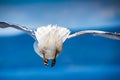 Close up view of a flying seagull against a deep blue sky during Summer Royalty Free Stock Photo