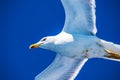 Close up view of a flying seagull against a deep blue sky during Summer Royalty Free Stock Photo