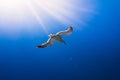 Close up view of a flying seagull against a deep blue sky during Summer Royalty Free Stock Photo