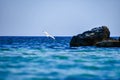 Close up view of a flying seagull flying over a rocky seaside area in Alonissos, Greece Royalty Free Stock Photo