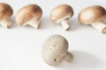 close up view of forest mushrooms. vegetarian food ingredient. high protein food Royalty Free Stock Photo