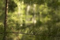 Close up view of forest spider on middle of the web. Subject soft focus and blurry. Weaver spider behind a web with Royalty Free Stock Photo