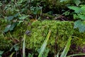 A close up view of forest undergrowth Royalty Free Stock Photo