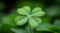 A Close Up View Of A Four Leaf Clover