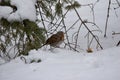 Close up view of a fox sparrow perched on snow covered ground Royalty Free Stock Photo