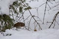 Close up view of a fox sparrow perched on snow covered ground Royalty Free Stock Photo