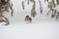 Close up view of a fox sparrow under an ever green tree branch with copy space Royalty Free Stock Photo