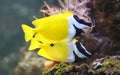 Close-up view of a Foxface rabbitfish