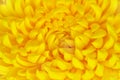 Close up view of a fragment of flower of yellow chrysanthemum