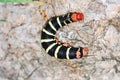 Close up view of the Frangipan iHawkmoth (Pseudosphinx tetrio