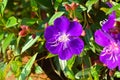 Close-up View Of Fresh And Beauty Of Blooming Purple Flowers Of Pleroma Semidecandrum Plants In The Warmth Of Morning