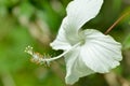 Close Up View Fresh Blooming White Hibiscus Rosa-sinensis Or Rose Mallow Flower In A Garden Royalty Free Stock Photo