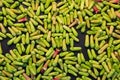 Fresh cloves harvested from field