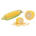 A close-up view of a fresh corn on the cob with kernels and a slice Royalty Free Stock Photo