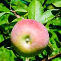 Fresh Cortland apple on tree Royalty Free Stock Photo