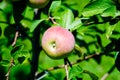 A growing Cortland apple in close up view Royalty Free Stock Photo