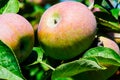 A growing Cortland apple in close up view Royalty Free Stock Photo