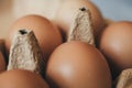Close up view of fresh eggs in carton box. Healthy eating concept. Royalty Free Stock Photo