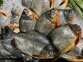 Close Up View Of Fresh fish on ice display in the supermarket Royalty Free Stock Photo