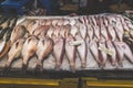 Close up view of fresh fish selling at Jeju Dongmun market Royalty Free Stock Photo