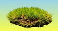 Close-up view of fresh green grass growing in circular patch with visible roots against solid yellow background Royalty Free Stock Photo
