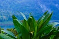 Close-Up View Of Fresh Green Leaves Of Dracaena Fragrans With Raindrops Against Mountain Lake