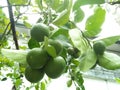 Fresh green lime fruit hanging from branch. Medical reports that High Vitamin C. Lime is sour taste put in Thai