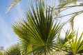 Close-up view of fresh green palm tree leaf Royalty Free Stock Photo