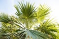 Close-up view of fresh green palm tree leaf Royalty Free Stock Photo