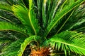 Close-up view of fresh green palm tree leaf. Royalty Free Stock Photo