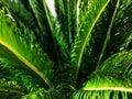 Close-up view of fresh green palm tree leaf. Royalty Free Stock Photo