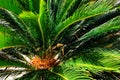 Close-up view of fresh green palm tree leaf. Royalty Free Stock Photo