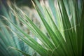 Fresh green palm tree leaf Royalty Free Stock Photo