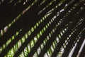 Close-up view of fresh green palm tree leaf Royalty Free Stock Photo